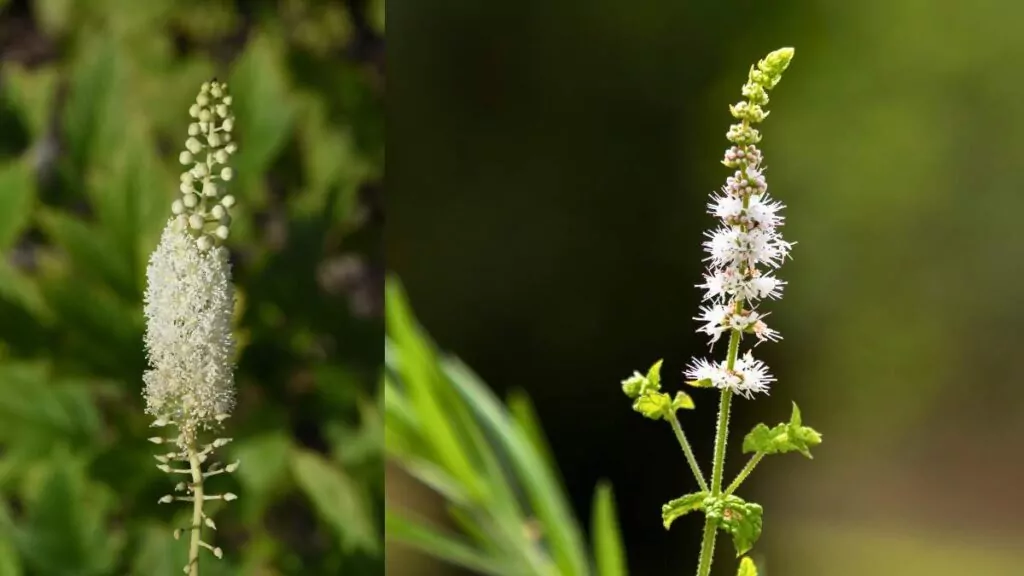 Pluskwica groniasta: Ekstrakt, Suplement Diety, Właściwości zdrowotne