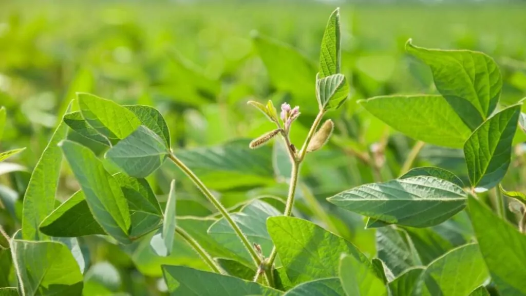 Soja: zdrowa i odżywcza? Fakty o hormonach i spożyciu. Soja: zdrowa i odżywcza? Fakty o hormonach i spożyciu.