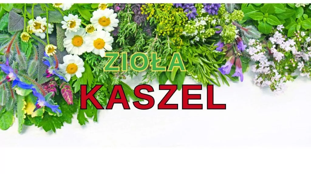 Zioła na kaszel: Domowe metody na kaszel suchy, kaszel mokry zioła na kaszel