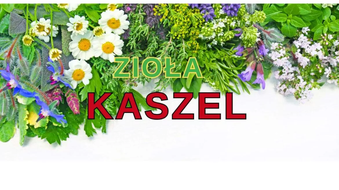 zioła na kaszel