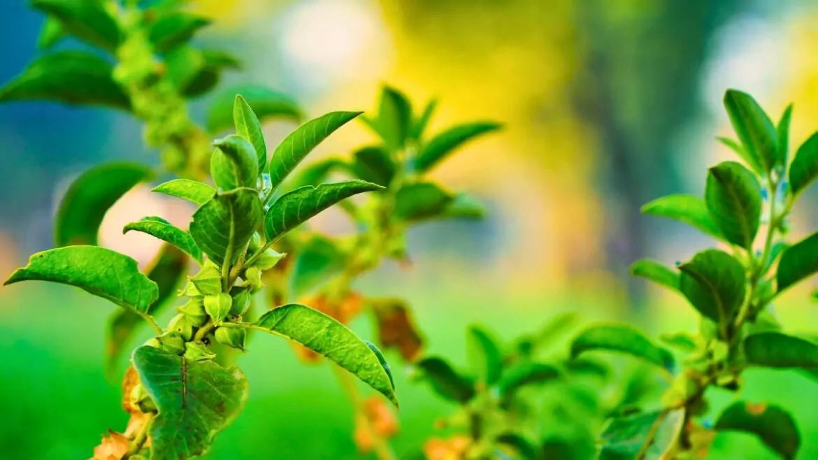 Ashwagandha żeń-szeń indyjski