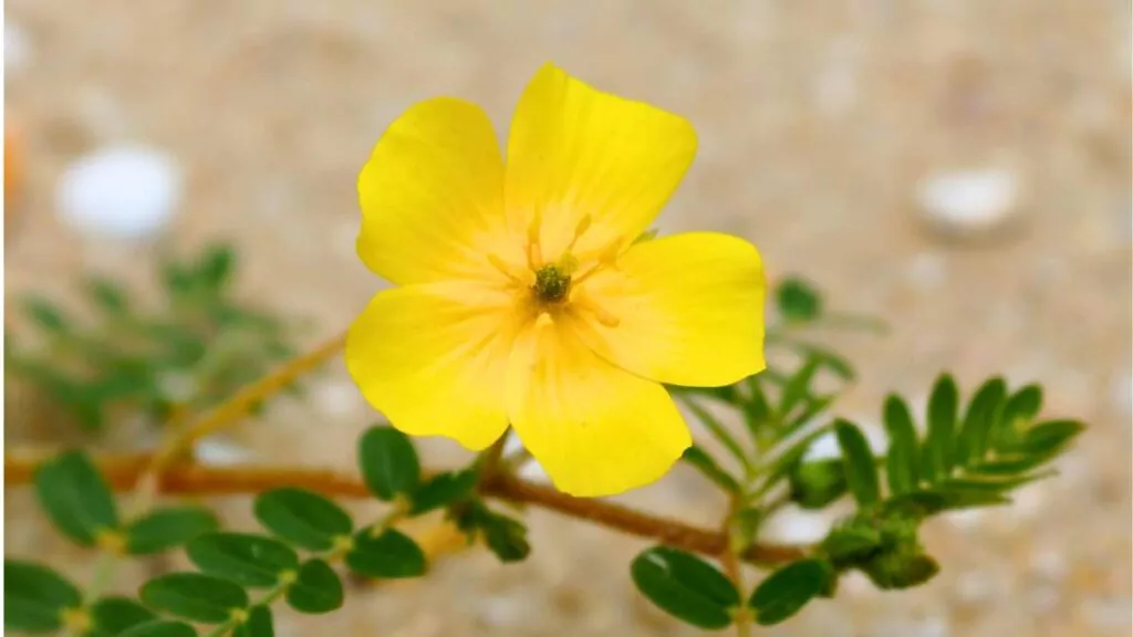 Buzdyganek naziemny - Tribulus Terrestris, ziele na testosteron