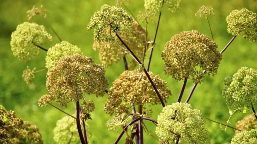 Dzięgiel Chiński: Dong Quai, Korzeń i Właściwości Żeń-Szeń Dzięgiel Chiński: Dong Quai, Korzeń i Właściwości Żeń-Szeń