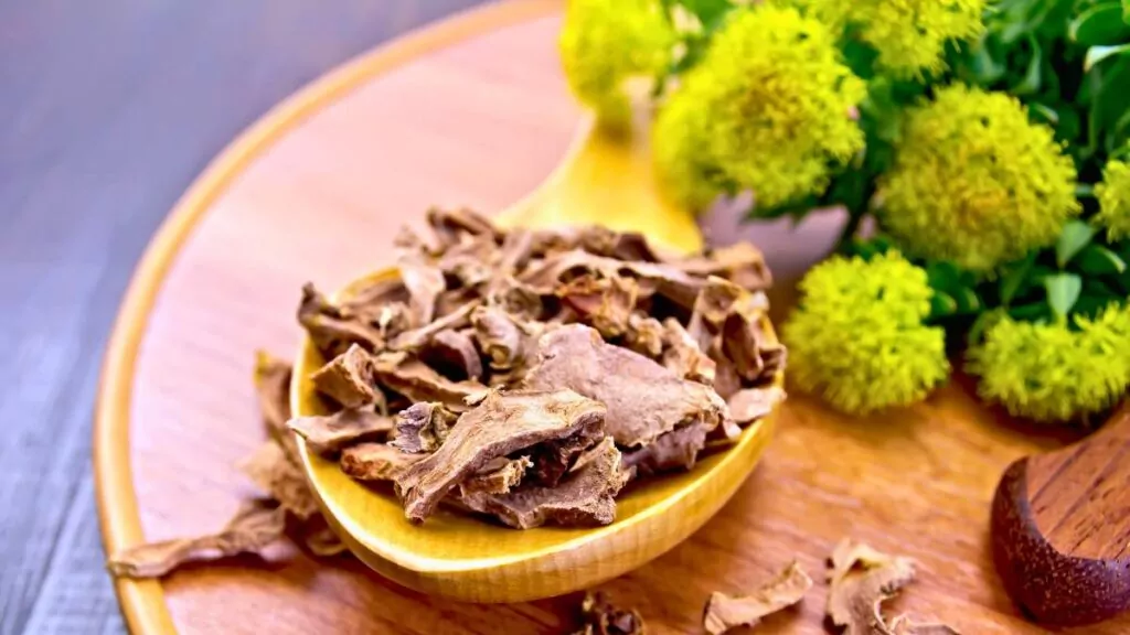 Różeniec Górski: Właściwości Lecznicze, Przeciwwskazania