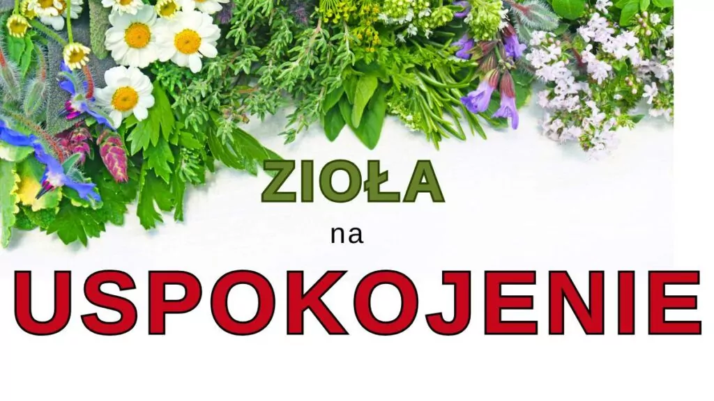 Zioła na uspokojenie i stres: Melisa, lawenda, rumianek – ukoić nerwy Zioła na Uspokojenie