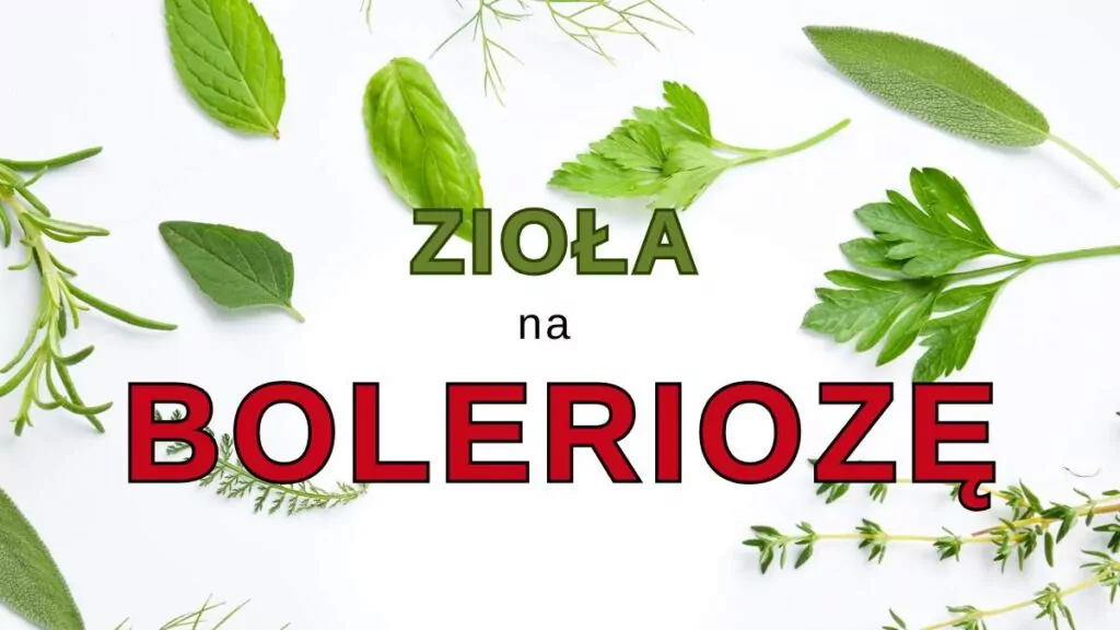 Zioła na boreliozę, Skuteczne wspomóc leczenie. Przeciwwskazania zioła na boleriozę