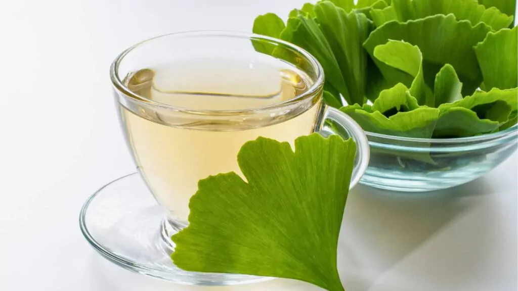 Miłorząb japoński – właściwości zdrowotne i przeciwwskazania Miłorząb japoński – właściwości zdrowotne i przeciwwskazania