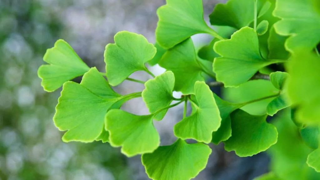 Miłorząb japoński – właściwości zdrowotne i przeciwwskazania Miłorząb japoński – właściwości zdrowotne i przeciwwskazania