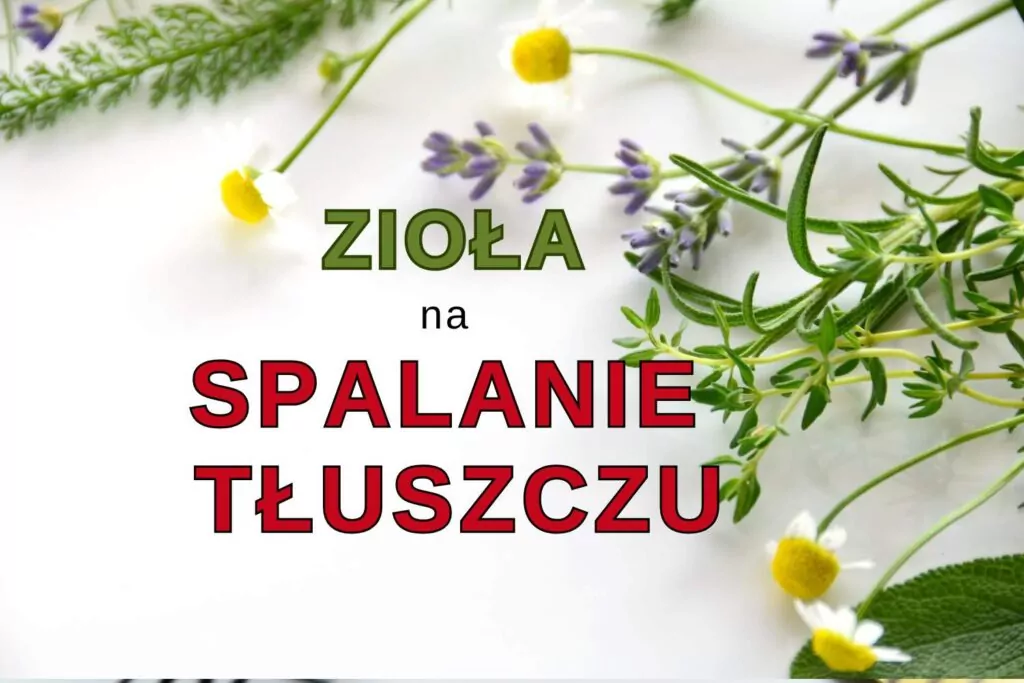 Zioła na Spalanie Tłuszczu: Dieta i Naturalne zioła na odchudzanie Zioła na Spalanie Tłuszczu