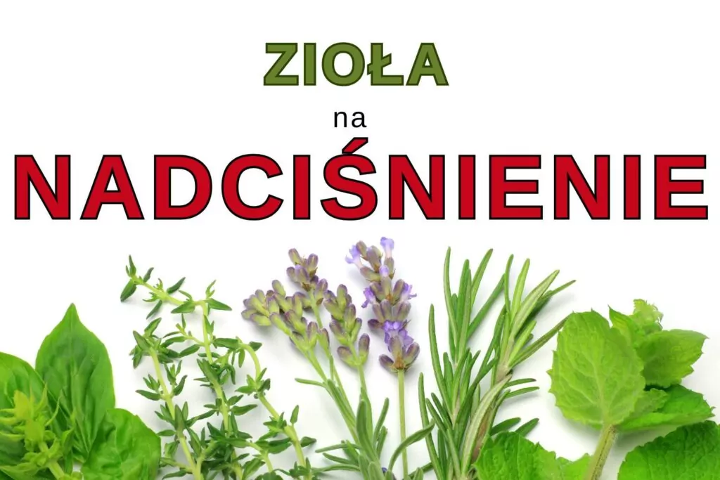 Zioła na nadciśnienie: obniżenie ciśnienia krwi – jakie ziele? zioła na nadciśnienie