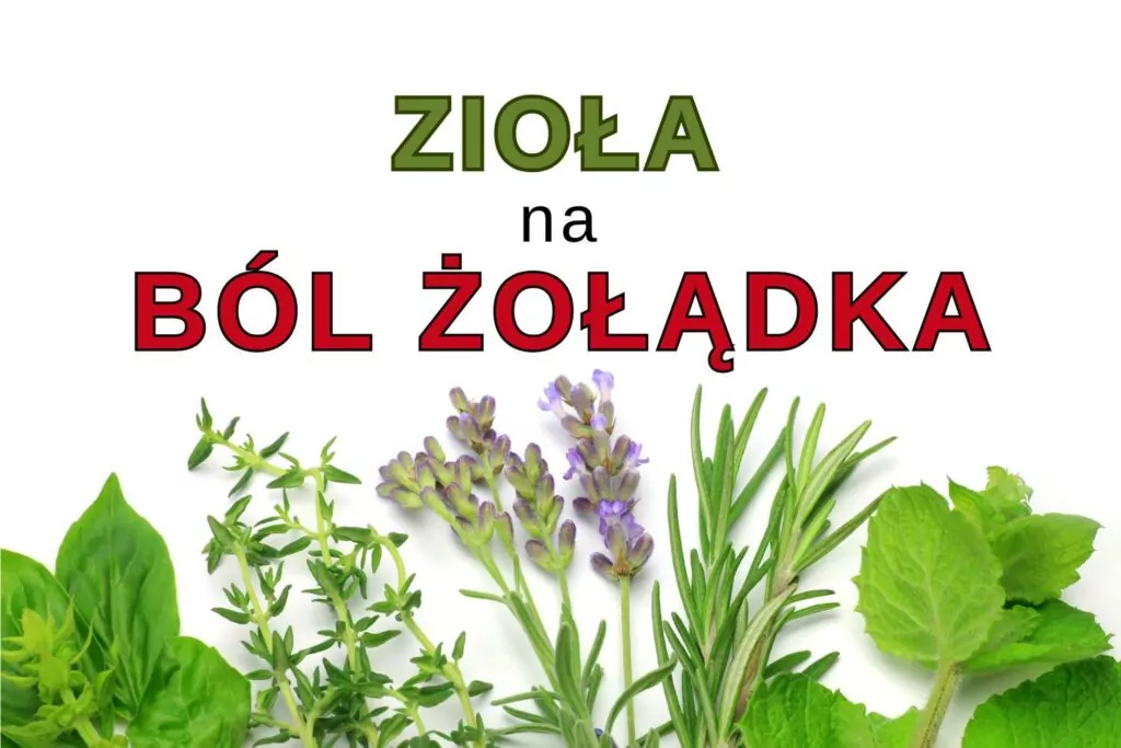 Zioła na ból żołądka i trawienie – skuteczne napary i preparaty ziołowe Zioła na ból żołądka i trawienie