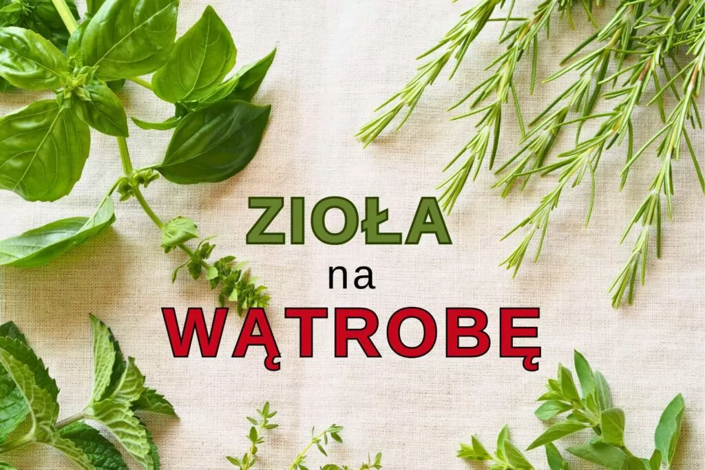 Zioła na wątrobę: Skuteczne wsparcie i oczyszczanie wątroby Zioła na wątrobę
