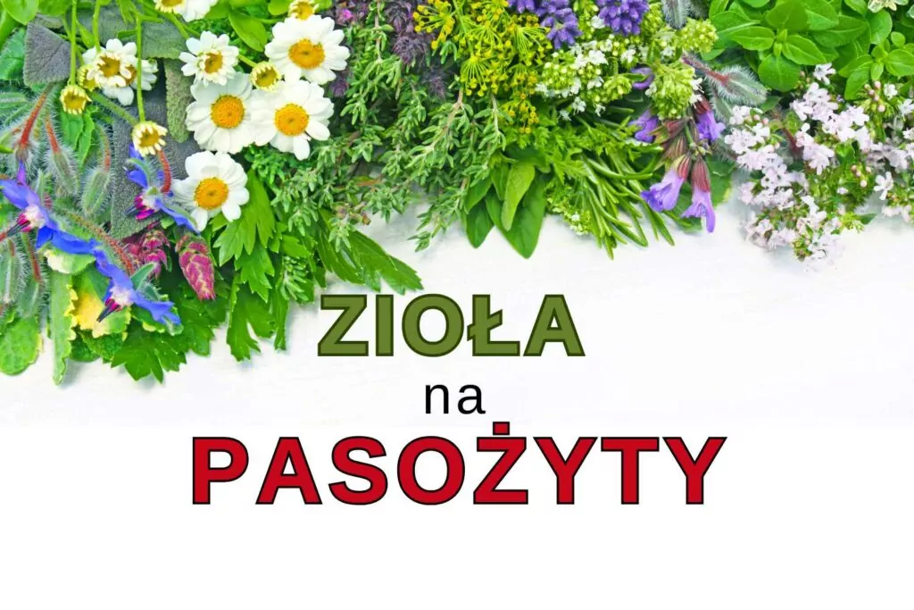 Zioła na Pasożyty – Skuteczne Odrobaczanie i Naturalna Ochrona Organizmu zioła na pasożyty