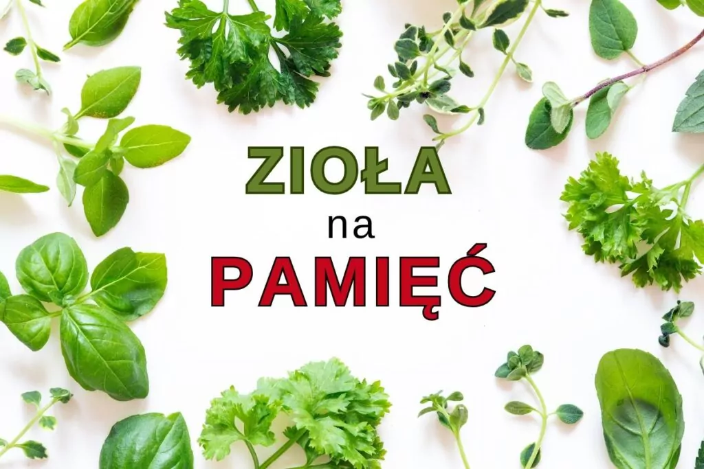 Najlepsze zioła na pamięć i koncentrację. Przewodnik po naturalnych sposobach wsparcia mózgu Najlepsze zioła na pamięć i koncentrację. Przewodnik po naturalnych sposobach wsparcia mózgu