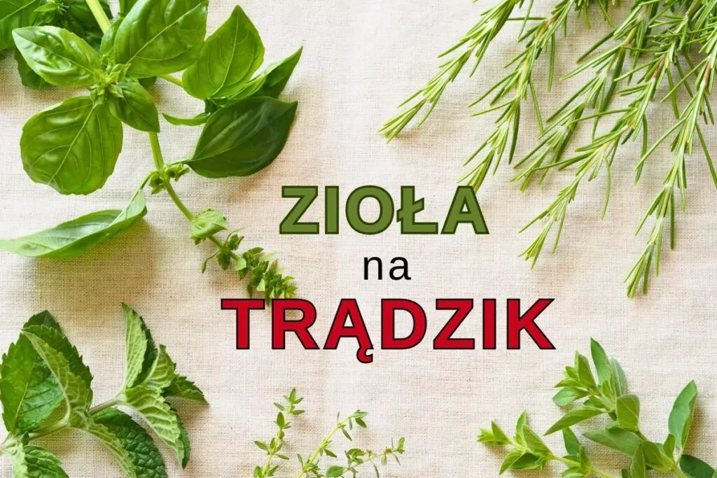 Najskuteczniejsze zioła na trądzik – naturalne metody walki z niedoskonałościami skóry Najskuteczniejsze zioła na trądzik – naturalne metody walki z niedoskonałościami skóry