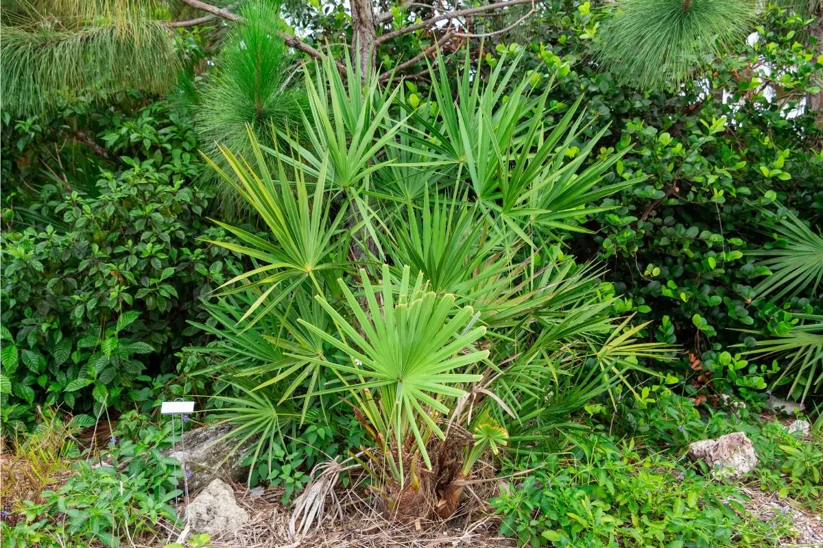 palma sabałowa saw palmetto właściwości i zastosowanie ekstraktu