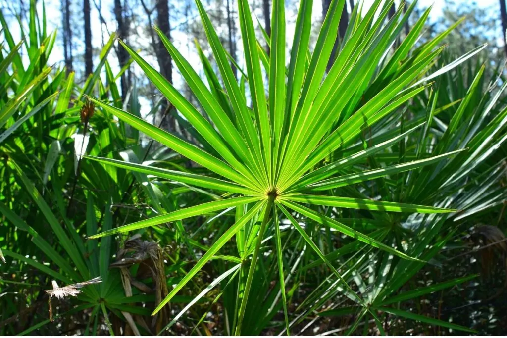 Palma sabałowa (Saw Palmetto) – właściwości, działanie, zastosowanie Palma sabałowa (Saw Palmetto) – właściwości, działanie, zastosowanie