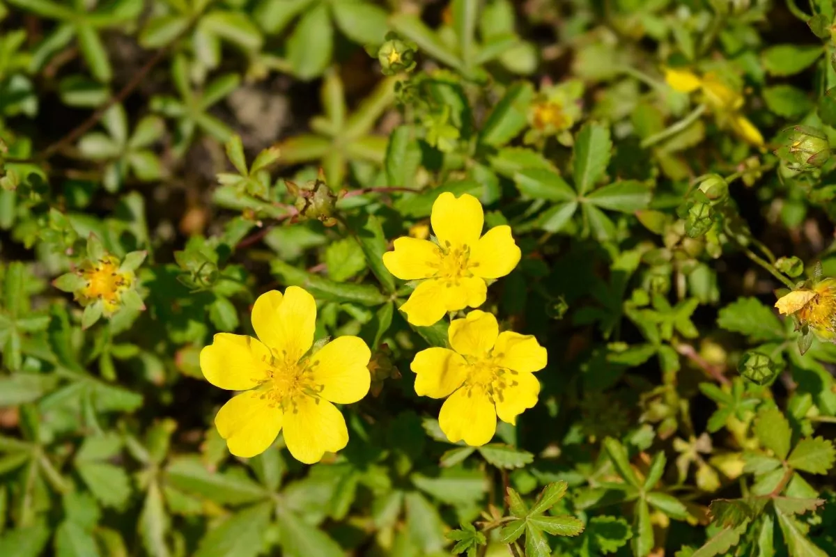 Pięciornik gęsi – zioło o wszechstronnych właściwościach leczniczych Pięciornik gęsi właściwości lecznicze i zastosowanie w ziołolecznictwie