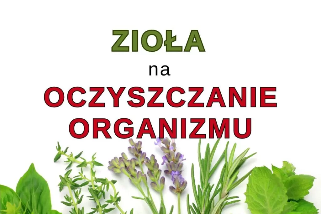 Zioła oczyszczające organizm z toksyn! Sprawdź przepisy na naturalny detoks i dowiedz się, jak bezpiecznie stosować zioła. Zioła oczyszczające organizm z toksyn! Sprawdź przepisy na naturalny detoks i dowiedz się, jak bezpiecznie stosować zioła.