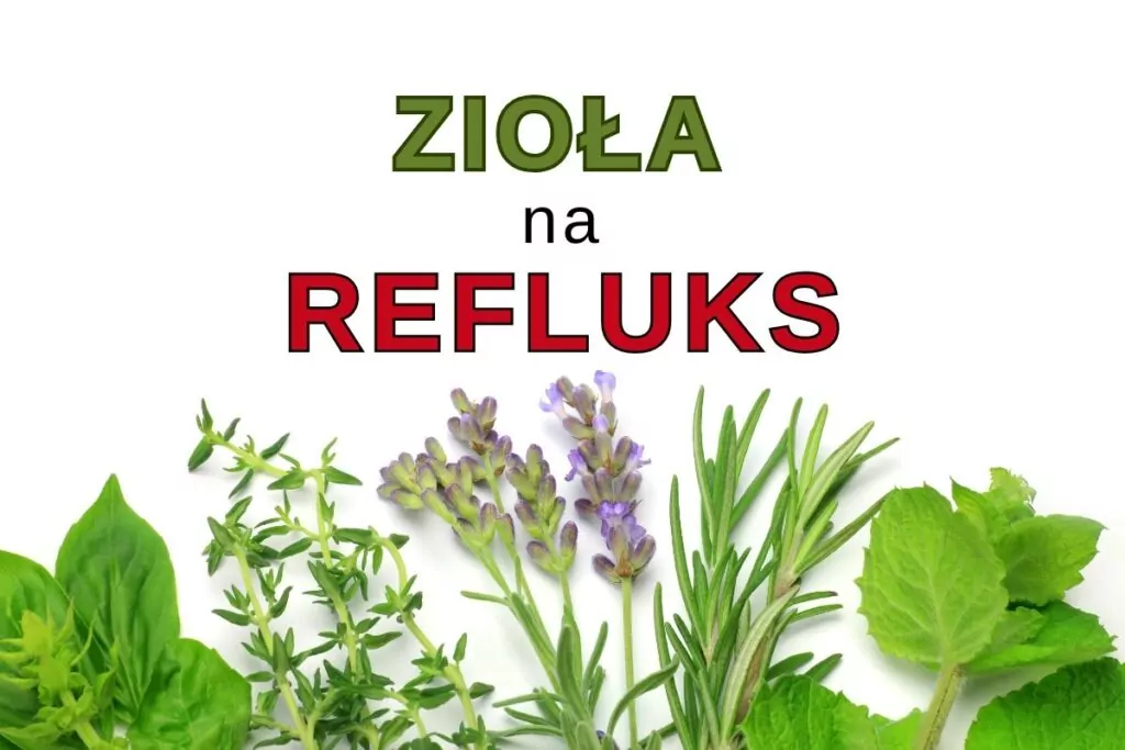 Zioła na refluks żołądka Zioła na refluks żołądka