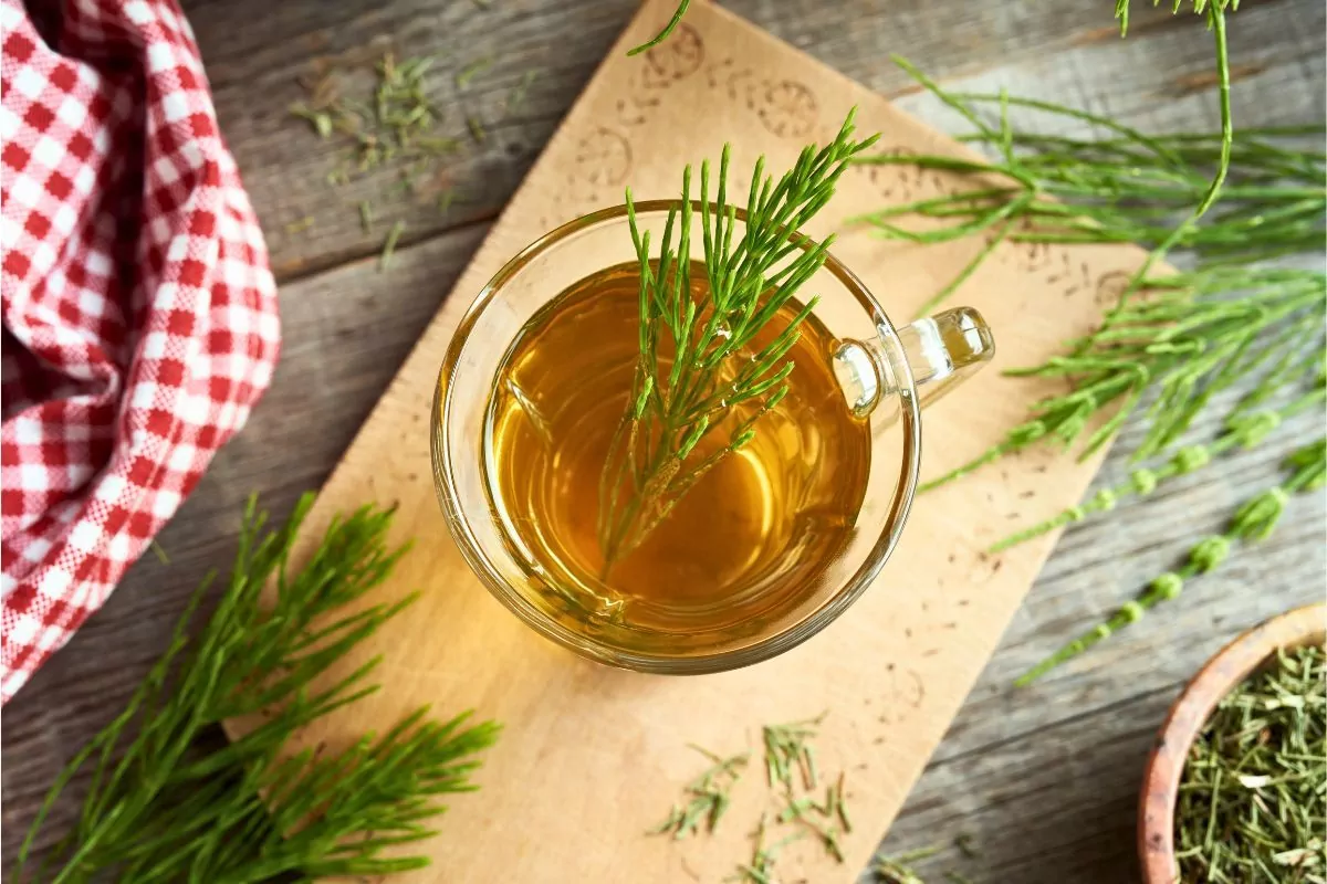 Zioła do codziennego picia zioła właściwości i działanie