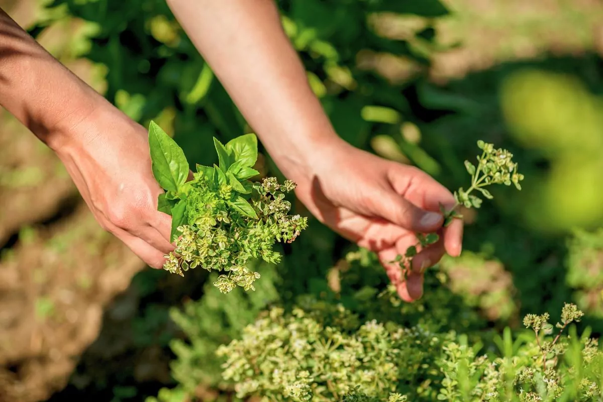Kalendarz zbioru ziół – praktyczne wskazówki i sposoby przechowywania ziół