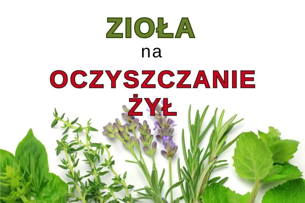 Najlepsze zioła na oczyszczanie żył i tętnic – skuteczne sposoby na wsparcie serca Najlepsze zioła na oczyszczanie żył i tętnic – skuteczne sposoby na wsparcie serca