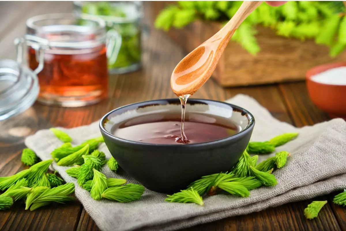 Syrop z pędów sosny – Sprawdź, na co pomaga i poznaj jego zdrowotne właściwości. Syrop z pędów sosny na kaszel i odporność, domowy przepis krok po kroku