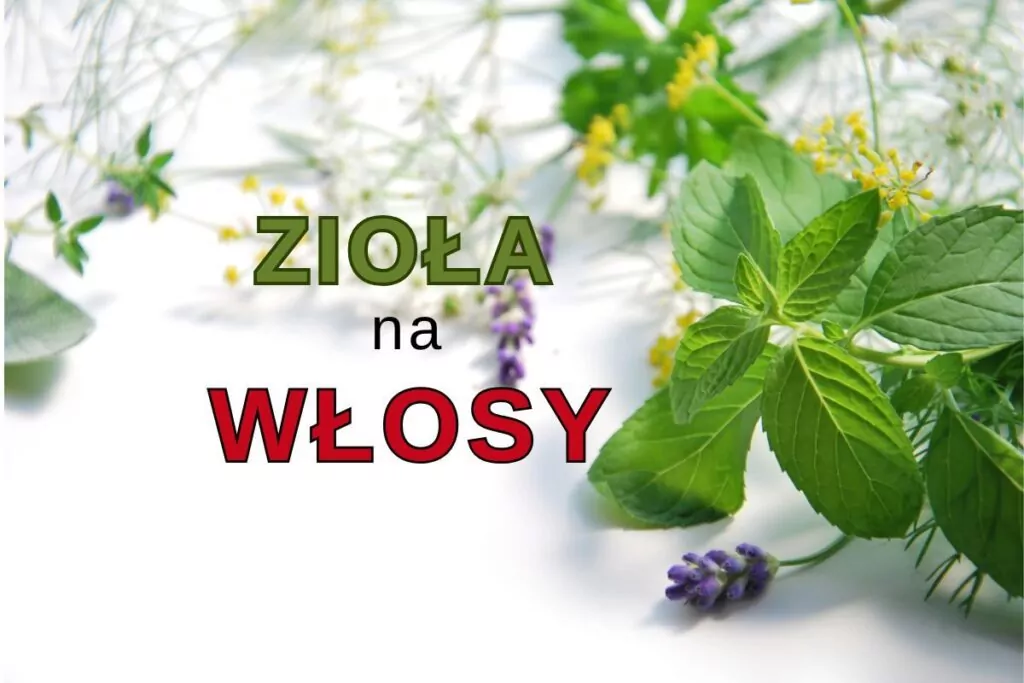 Zioła na porost i wypadanie włosów – skuteczne rośliny dla zdrowych włosów Zioła na porost i wypadanie włosów – skuteczne rośliny dla zdrowych włosów