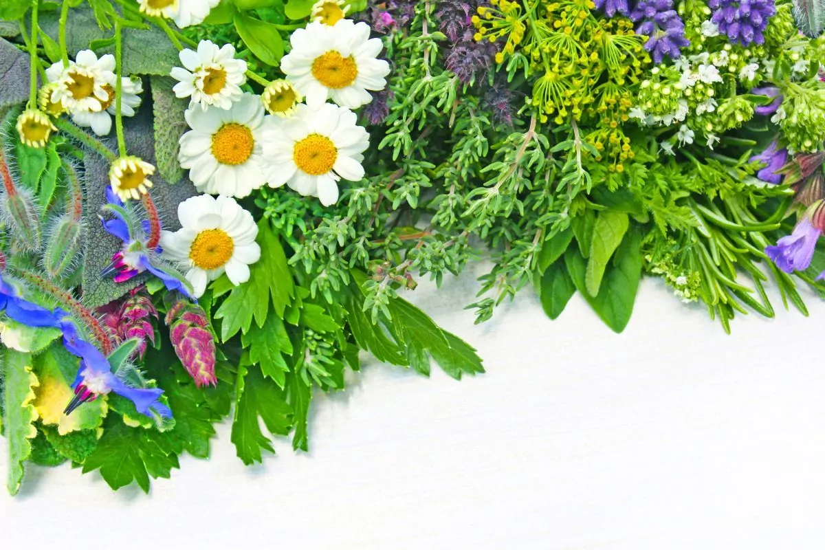 Leczenie opryszczki naturalne farmakologiczne sposoby zdrowie skóry