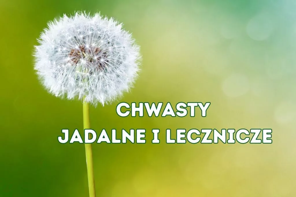 Jadalne chwasty w Polsce: przewodnik po dzikich roślinach jadalnych Jadalne chwasty w Polsce: przewodnik po dzikich roślinach jadalnych
