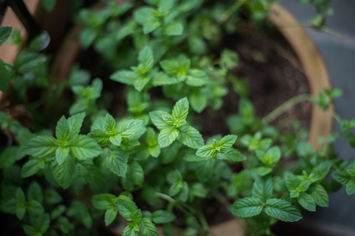 Mięta w Ogrodzie – Uprawa, Pielęgnacja i Ochrona Przed Szkodnikami uprawa mięty w ogrodzie według porad zielnika i pielęgnacja mięty
